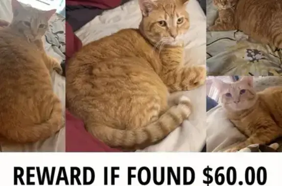 Missing: Friendly Orange Cat, Azalea Park