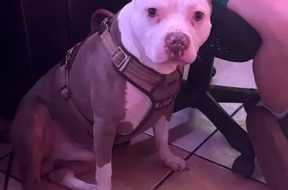 Lost Tricolor XL Pitbull in Edinburg