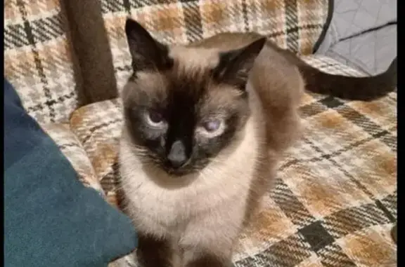 Chat perdu, , photo: Siamois perdu à Roiffé - Neness, non pucé