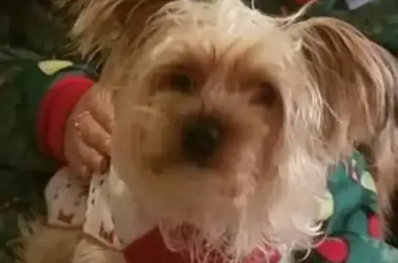 Lost Yorkie: Blonde, 5-7 lbs, Granite City