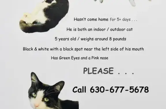 Lost Cat: Black/White, Spot on Cheek