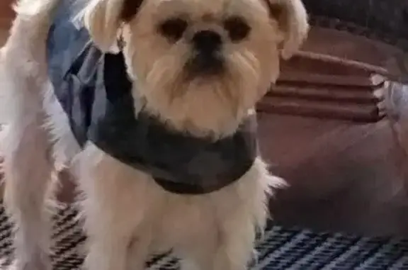 Lost Dogs: Brussels Griffon & Shih Tzu