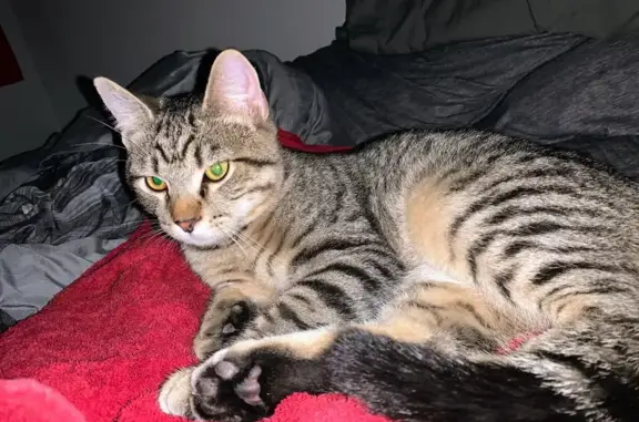 Found: Playful Male Cat in Tucson