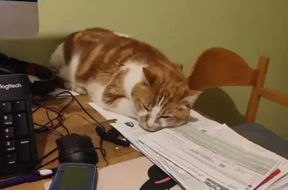 Chat perdu, , photo: Chat roux et blanc disparu à Pernand
