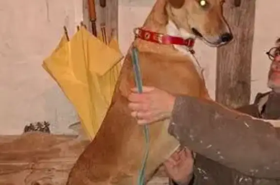Animaux trouvés , photo: Chien croisé trouvé à Épreville-en-Lieuvin