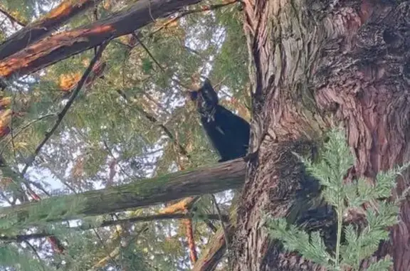 Chat noir/écaille avec collier coincé arbre - photo