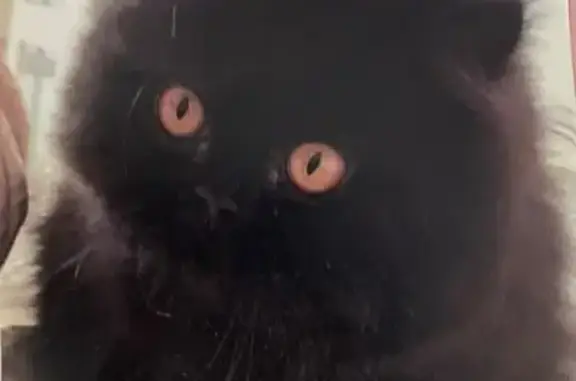 Gatos perdidos, , foto: ¡Gato Persa Negro Perdido en Gelves!