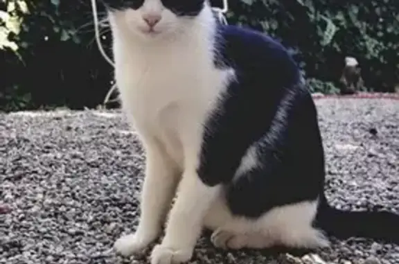 Chat perdu, Saint-Nazaire, photo: Chatte perdue à Saint-Nazaire