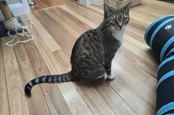 Lost Tabby Cat 'Rosa' in Inner West