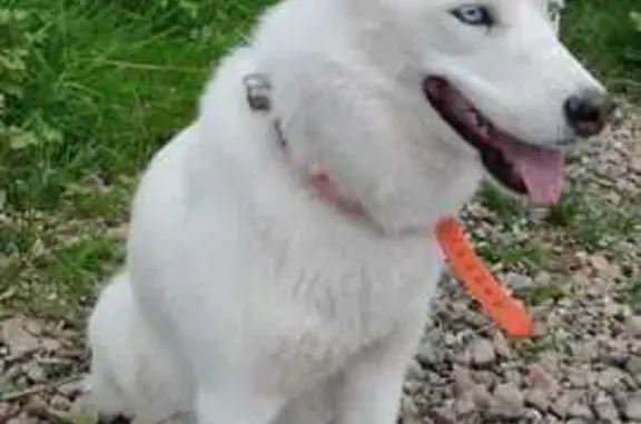 Husky blanc aux yeux bleus perdu à Quincieux - photo