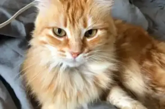 Chat perdu, , photo: Chat perdu : Myrtille, yeux orange, Villejoubert