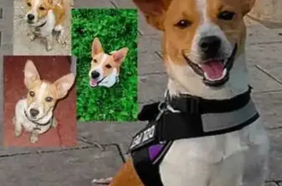 Perro Perdido en San Antonio: Tayron, 6 Meses