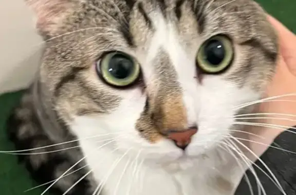 Chat mâle tigré trouvé à Niort - photo