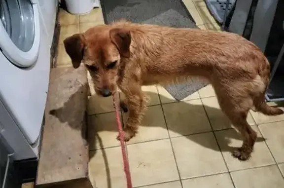 Chienne marron trouvée avec collier rouge - photo