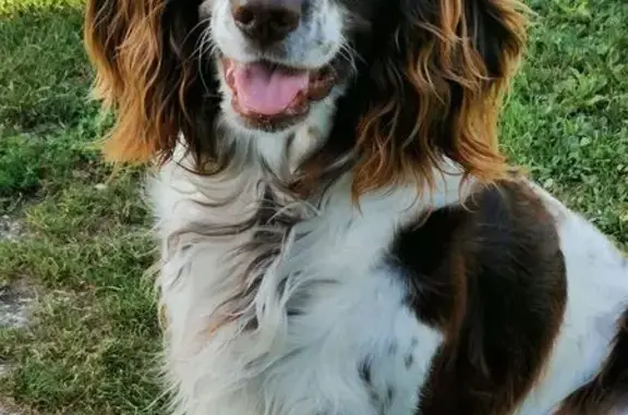 Chien perdu Flogny-la-Chapelle, photo : Chien disparu à Flogny-la-Chapelle