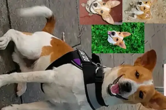 ¡Ayúdanos a encontrar a Tayron! 🐾