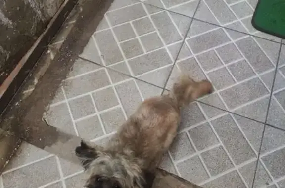 Cachorro Dócil Encontrado em Sorocaba