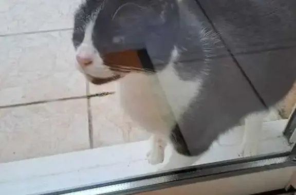 Chat trouvé Biscarrosse, photo: Chat mâle sociable trouvé à Biscarrosse