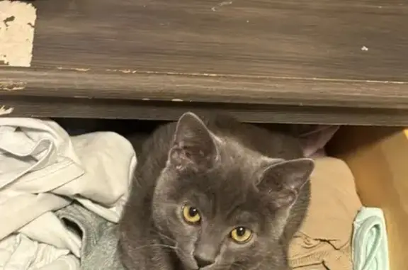 Lost Grey Kitten in Albany - Help Needed!