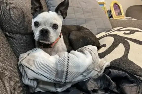 Lost Boston Terrier: Clarks Bridge Rd