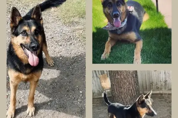 Missing German Shepherd in Ely - Help!