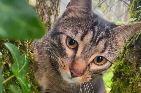 Animaux perdus Ambérieu-en-Bugey, photo: Chat tigré perdu à Ambérieu-en-Bugey