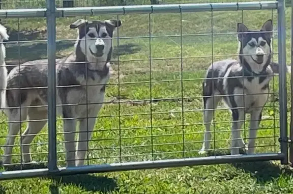 Lost Husky Mix: Koda in Wardensville