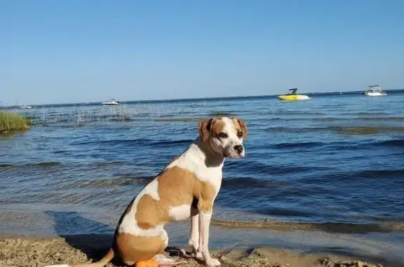 Chien perdu Nouvelle-Aquitaine, photo : Chienne volée à La Teste-de-Buch