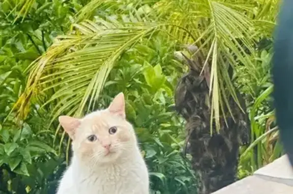 Chat trouvé à Vallauris, Chemin Lintier - photo