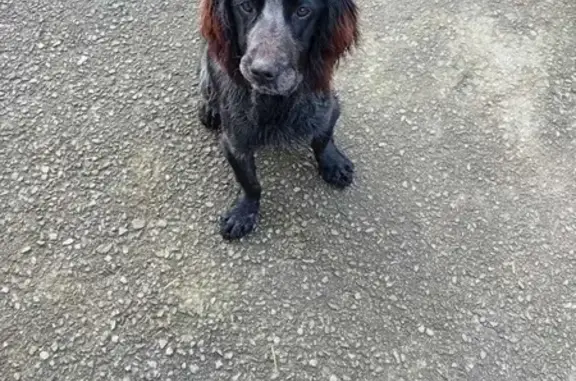Chien noir trouvé, collier rouge à Laon - photo