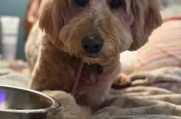 Lost Mini Golden Doodle in Goshen, IN