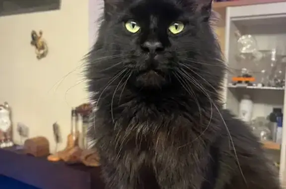 Animaux perdus Gien, photo: Chat noir Main Coon perdu à Gien