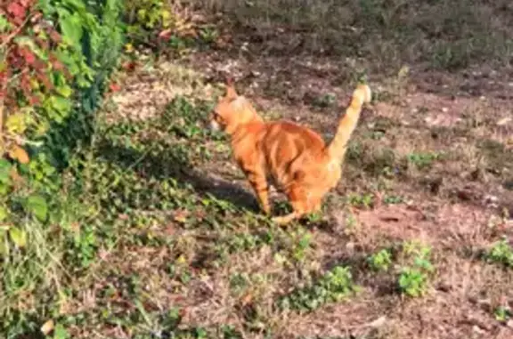 Animaux perdus , photo: Chat roux à 3 pattes perdu à Braslou
