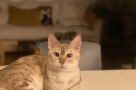 Animaux perdus Nice, photo: Chatte bengal perdue, Rue Joffre, Nice