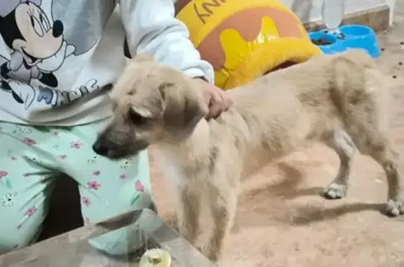 Adopta a Este Cariñoso Cachorro Beige