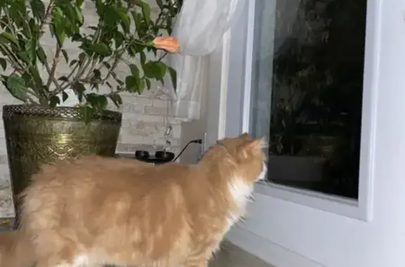Chat roux pâle perdu à Laval - photo