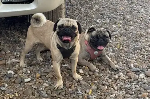 Found: Two Female Pugs on Bluebonnet St.