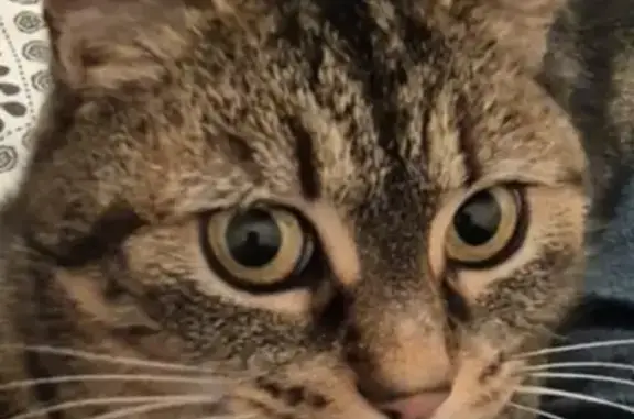 Chat perdu, Saint-Malo, photo: Chatte tigrée 2 ans perdue à Saint-Malo
