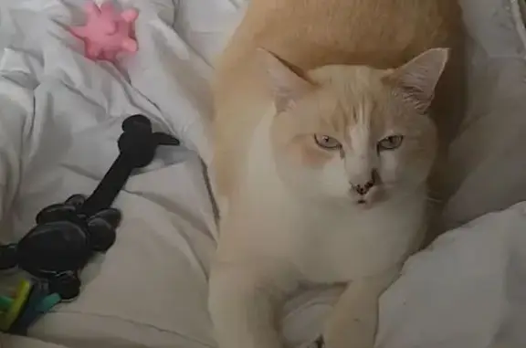 Chat perdu, Saint-Fons, photo: Siamoise mâle perdu, rue Carnot, Saint-Fons