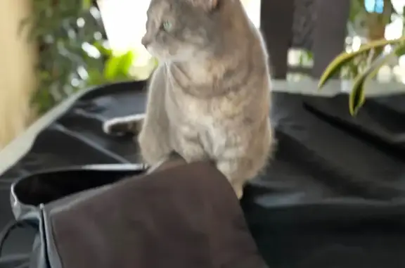 Chat perdu, , photo: Chatte grise disparue à Baverans