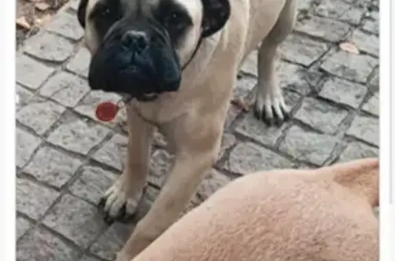 Chien crème disparu à Golfe-Juan - photo