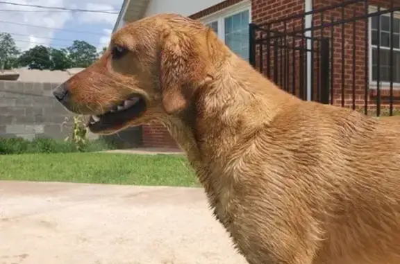 Lost Fox Red Lab in Odessa - Help Find!