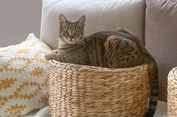 Chat perdu, , photo: Chat mâle tigré perdu à Moulinet