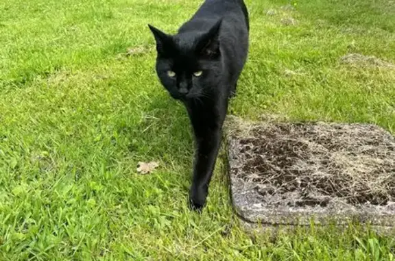 Animaux perdus Valdahon, photo: Chat noir Rubis disparu à Valdahon