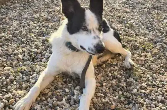 Border Collie trouvé avec collier à Saint-Justin - photo