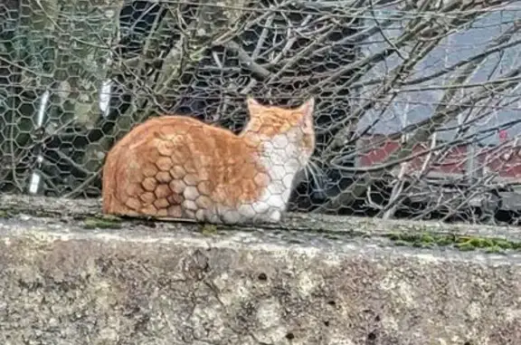 Chat trouvé , photo: Chat blessé, craintif à Thaon-les-Vosges