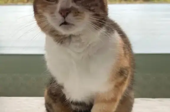 Chatte écaille de tortue trouvée à Vouneuil - photo