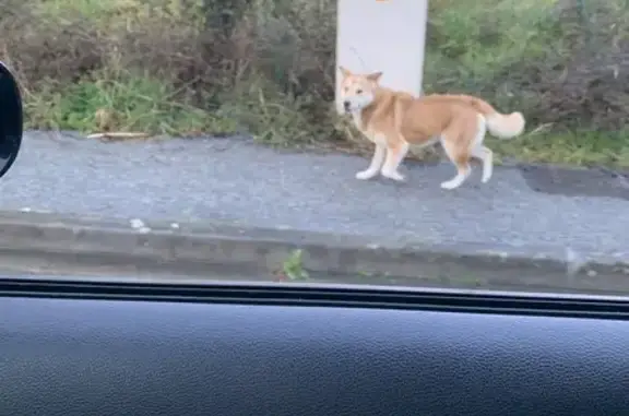 Chien trouvé Rieux, photo: Chien sable craintif errant à Rieux