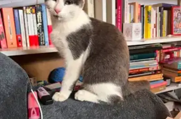 Chat perdu, , photo: Chaton perdu à Saint-Firmin-sur-Loire