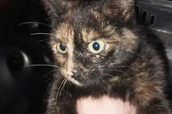 Chat trouvé Saint-Hilaire-de-Chaléons, photo: Chat écaille trouvé à Saint-Hilaire-D61